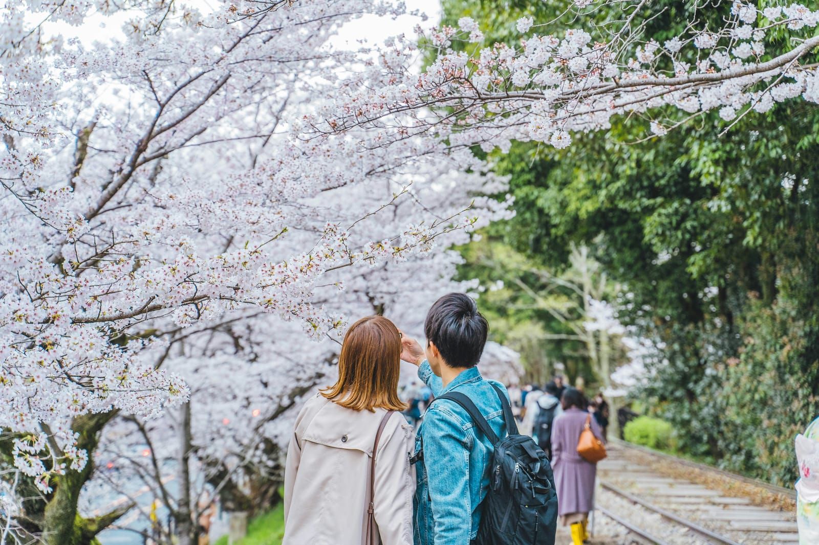 Kyoto Cherry Blossoms: Best Spots, Peak Timing & Tips
